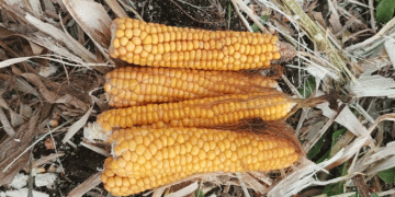 Pioneering Grain Corn in Kuzhenersky: A Case Study in Regional Diversification and Risk Management