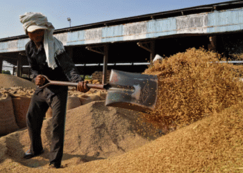 India Reopens a Key Feed Export Channel: Analyzing the Global Impact of the De-Oiled Rice Bran Decision