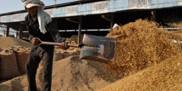 India Reopens a Key Feed Export Channel: Analyzing the Global Impact of the De-Oiled Rice Bran Decision