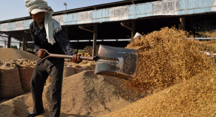 India Reopens a Key Feed Export Channel: Analyzing the Global Impact of the De-Oiled Rice Bran Decision