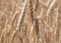 100% Homegrown: How Stavropol’s Wheat Self-Sufficiency is Fueling a Record Harvest