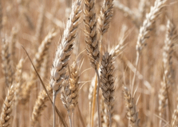 100% Homegrown: How Stavropol’s Wheat Self-Sufficiency is Fueling a Record Harvest
