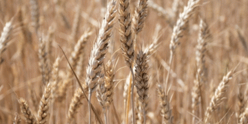 100% Homegrown: How Stavropol’s Wheat Self-Sufficiency is Fueling a Record Harvest