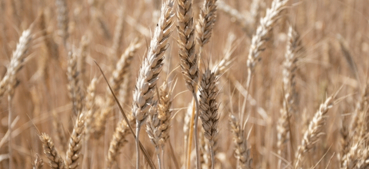100% Homegrown: How Stavropol’s Wheat Self-Sufficiency is Fueling a Record Harvest