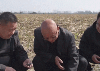 Against the Clock: How China’s Wheat Belt is Battling Floods to Secure Next Year’s Harvest