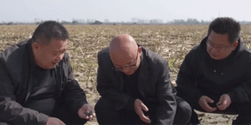 Against the Clock: How China’s Wheat Belt is Battling Floods to Secure Next Year’s Harvest