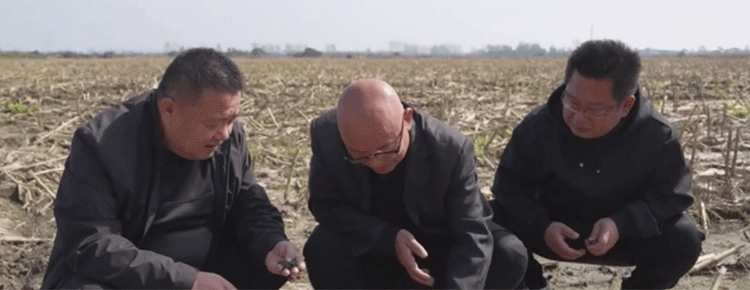 Against the Clock: How China’s Wheat Belt is Battling Floods to Secure Next Year’s Harvest