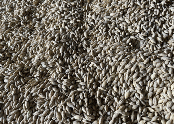 Gridlock on the Steppe: Kazakhstan’s Infrastructure Bottlenecks Threaten Grain Export Flows