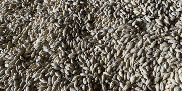 Gridlock on the Steppe: Kazakhstan’s Infrastructure Bottlenecks Threaten Grain Export Flows