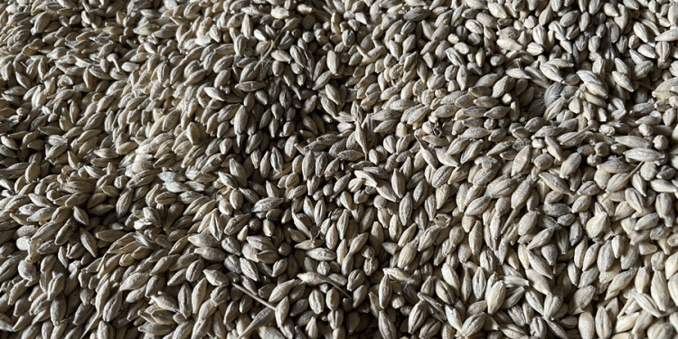 Gridlock on the Steppe: Kazakhstan’s Infrastructure Bottlenecks Threaten Grain Export Flows