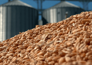 The Disappearing Class: Why Oryol Region’s Premium Wheat Harvest is Shrinking
