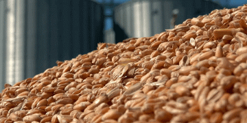 The Disappearing Class: Why Oryol Region’s Premium Wheat Harvest is Shrinking