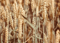 Karan Manjari: The New Wheat Variety Redefining Water-Efficient Productivity in India