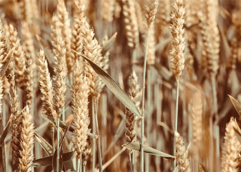 Karan Manjari: The New Wheat Variety Redefining Water-Efficient Productivity in India