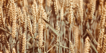 Karan Manjari: The New Wheat Variety Redefining Water-Efficient Productivity in India