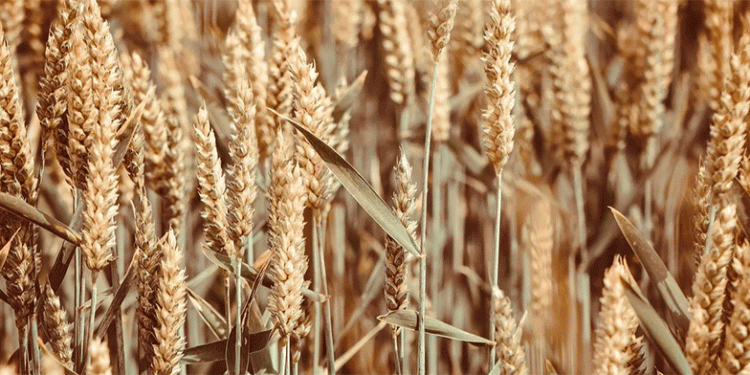 Karan Manjari: The New Wheat Variety Redefining Water-Efficient Productivity in India
