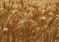 A 90% Surge: Kyrgyzstan’s Booming Appetite for Altai Grain Signals Shifting Trade Dynamics