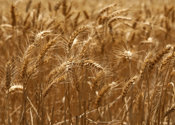 A 90% Surge: Kyrgyzstan’s Booming Appetite for Altai Grain Signals Shifting Trade Dynamics