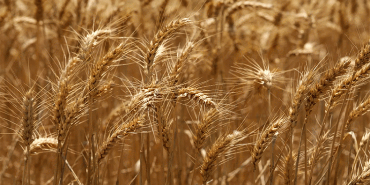 A 90% Surge: Kyrgyzstan’s Booming Appetite for Altai Grain Signals Shifting Trade Dynamics