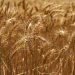 A 90% Surge: Kyrgyzstan’s Booming Appetite for Altai Grain Signals Shifting Trade Dynamics