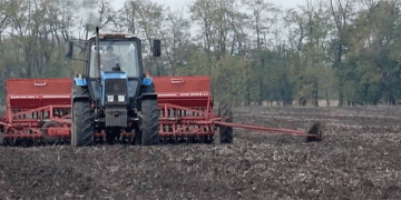 Kuban’s Strategic Wheat Expansion: 1.6 Million Hectares Set for 2026 Harvest Amid Climate Challenges