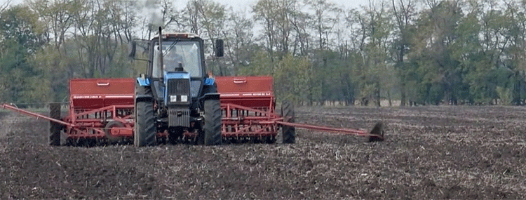 Kuban’s Strategic Wheat Expansion: 1.6 Million Hectares Set for 2026 Harvest Amid Climate Challenges