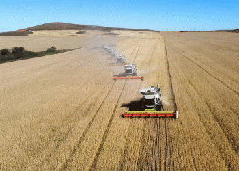 The Floor is Set: How State Pricing and Logistics Squeeze are Reshaping Kazakhstan’s Wheat Market