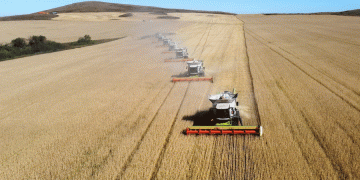 The Floor is Set: How State Pricing and Logistics Squeeze are Reshaping Kazakhstan’s Wheat Market