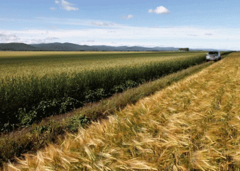 The New Grain Frontier: How U.S. Wheat is Challenging Russian Dominance in West Africa