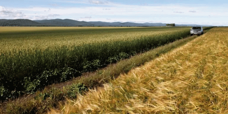 The New Grain Frontier: How U.S. Wheat is Challenging Russian Dominance in West Africa