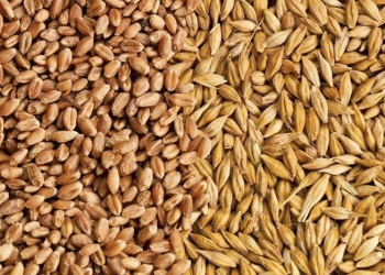 The New Breadbasket: Quantifying Russia’s Strategic Shift in African Food Security