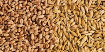 The New Breadbasket: Quantifying Russia’s Strategic Shift in African Food Security