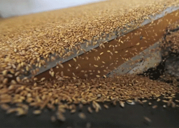 Strategic Grain Reserves & Subsidies: A Deep Dive into Jordan’s Price Stability Model