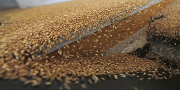 Strategic Grain Reserves & Subsidies: A Deep Dive into Jordan’s Price Stability Model