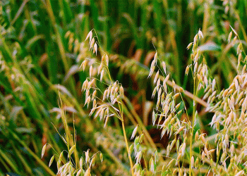 Homegrown Breakthrough: New Oat Varieties Boost Key Traits by 30%, Challenging Import Dependence