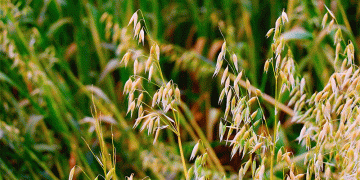 Homegrown Breakthrough: New Oat Varieties Boost Key Traits by 30%, Challenging Import Dependence