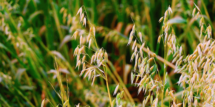 Homegrown Breakthrough: New Oat Varieties Boost Key Traits by 30%, Challenging Import Dependence