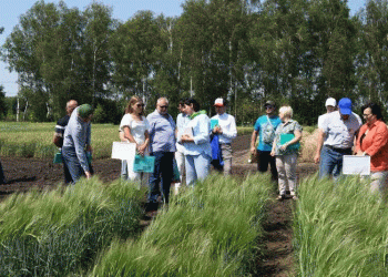 “Adarka”: The New Russian Wheat Breed Boasting 10 t/ha Yield and Winter Hardiness