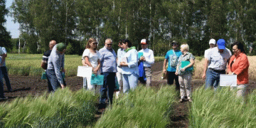 “Adarka”: The New Russian Wheat Breed Boasting 10 t/ha Yield and Winter Hardiness