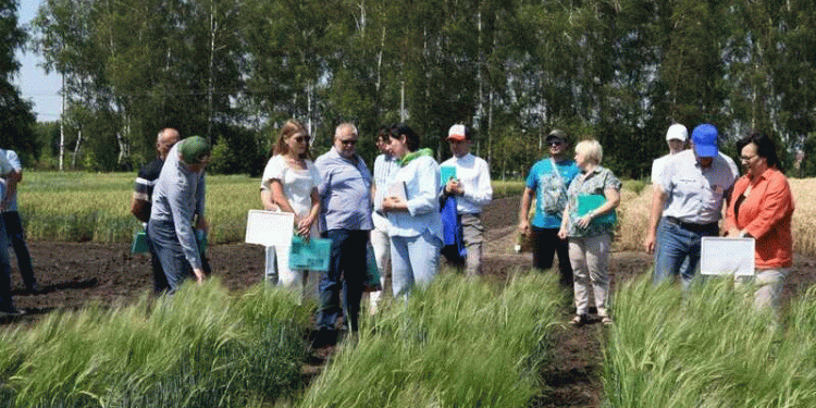 “Adarka”: The New Russian Wheat Breed Boasting 10 t/ha Yield and Winter Hardiness