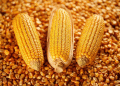 Kabardino-Balkaria’s Corn Boom: A Blueprint for High-Yield Production in a Challenging Region