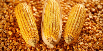 Kabardino-Balkaria’s Corn Boom: A Blueprint for High-Yield Production in a Challenging Region