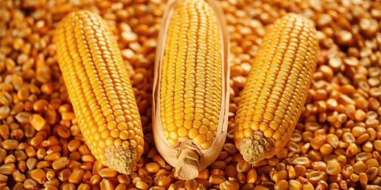 Kabardino-Balkaria’s Corn Boom: A Blueprint for High-Yield Production in a Challenging Region