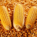 Kabardino-Balkaria’s Corn Boom: A Blueprint for High-Yield Production in a Challenging Region