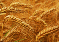 Central Asian Breadbasket Expands: Kazakhstan’s Agri-Export Surge to Turkmenistan