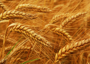 Central Asian Breadbasket Expands: Kazakhstan’s Agri-Export Surge to Turkmenistan