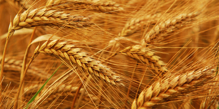 Central Asian Breadbasket Expands: Kazakhstan’s Agri-Export Surge to Turkmenistan