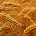 Central Asian Breadbasket Expands: Kazakhstan’s Agri-Export Surge to Turkmenistan