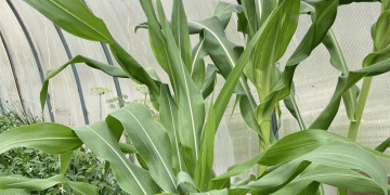 Northern Corn Frontier: Komi Republic’s Bold Move to Double Silage Maize Cultivation