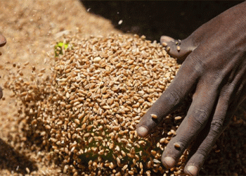 From Importer to Exporter: Decoding Zimbabwe’s Record-Breaking Wheat Revolution